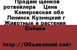 Продам щенков ротвейлера. › Цена ­ 10 000 - Кемеровская обл., Ленинск-Кузнецкий г. Животные и растения » Собаки   